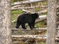 Northwest Montana Black Bear and Wildlife Photo